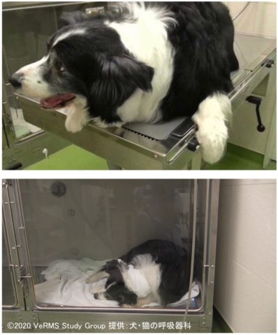 喉頭麻痺 呼吸器専門の動物病院 犬 猫の呼吸器科 旧 相模が丘動物病院